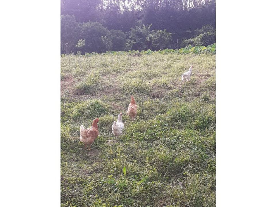 Terra a Ribeira Cha, Sao Miguel - foto 3