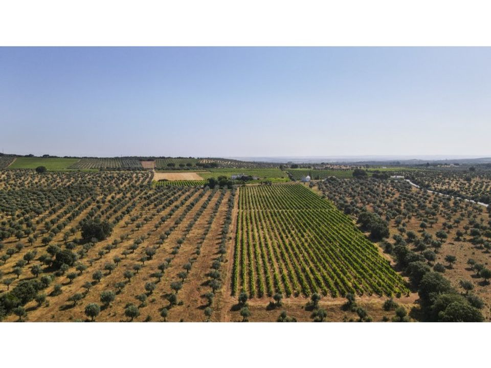 Farm i Estremoz, Evora - foto 3