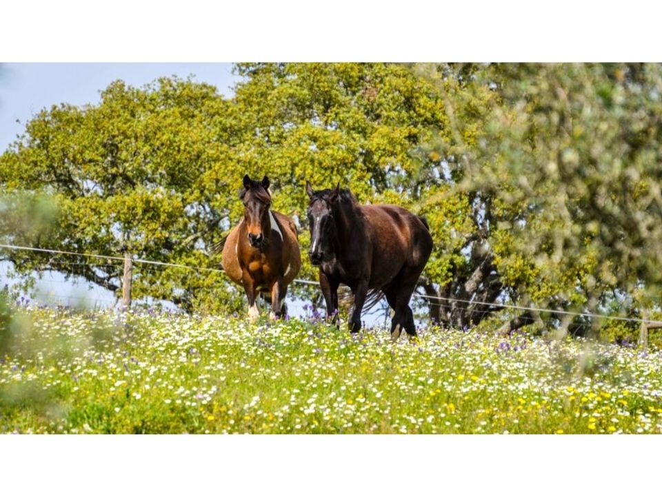 Farm i Ourique, Beja - foto 3
