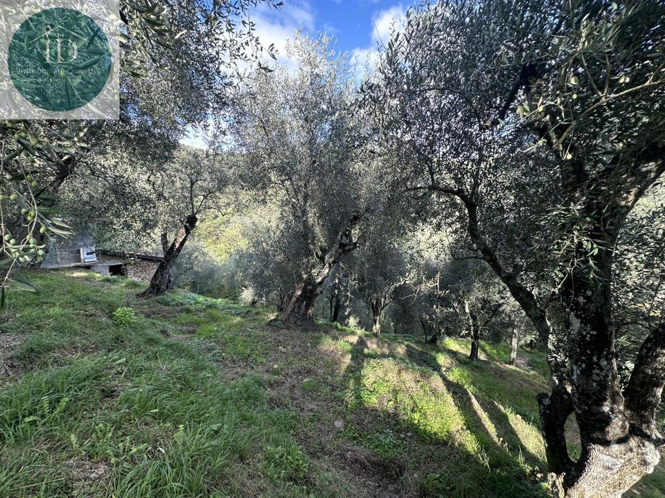 Landejendom i Apricale, Imperia - foto 5
