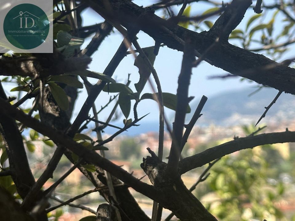 Villa in Cervo, Imperia - photo 3