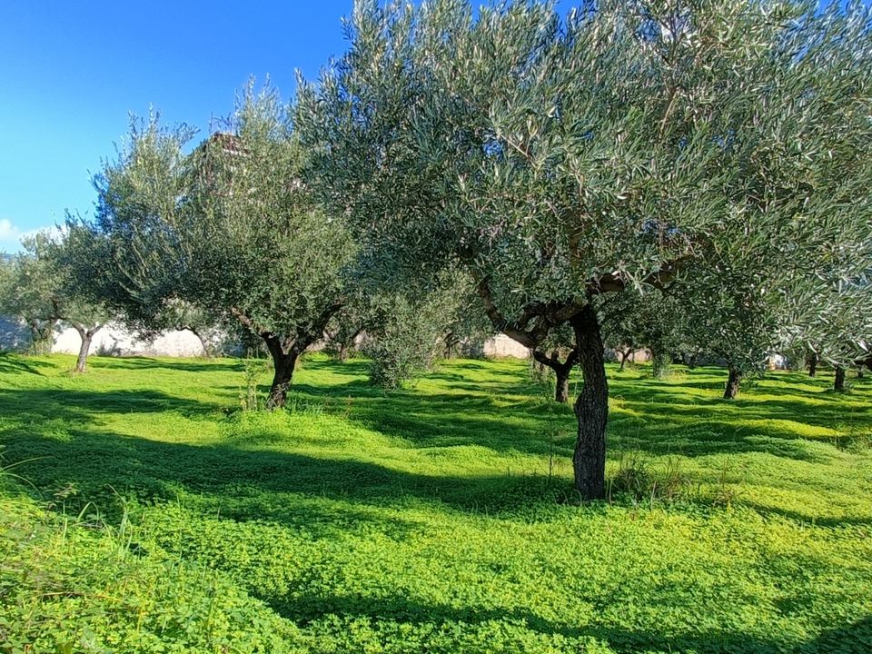 Helårsgrund i Lamezia Terme, Catanzaro - foto 4