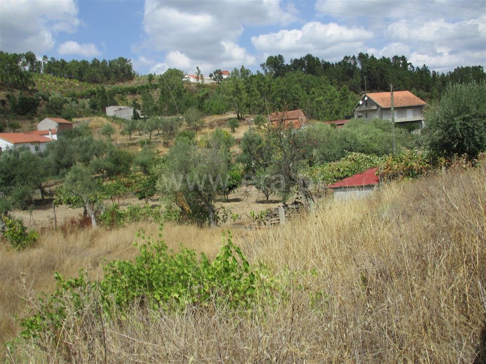 Terra a Proenca-a-Nova, Castelo Branco - foto 5