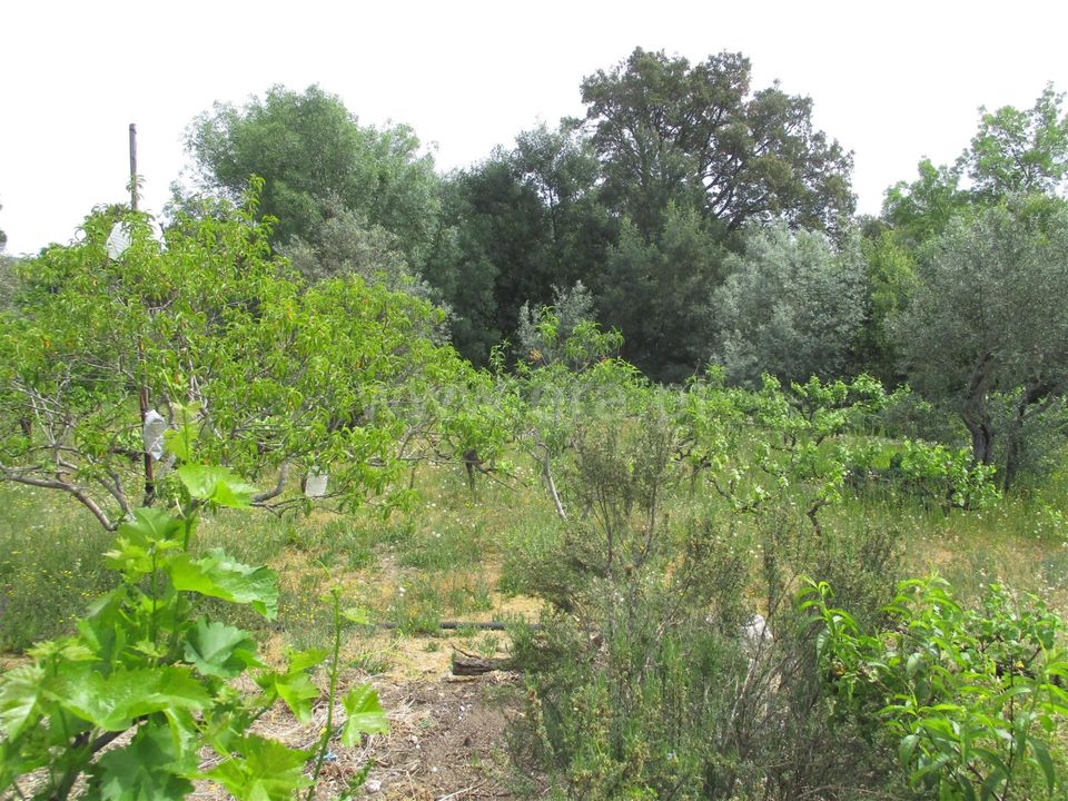 Erhvervsejendom i Penamacor, Castelo Branco - foto 5