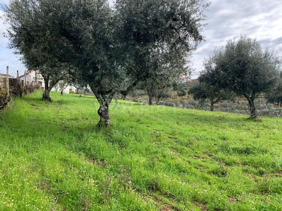 Tomt i Oleiros, Castelo Branco - bilde 5