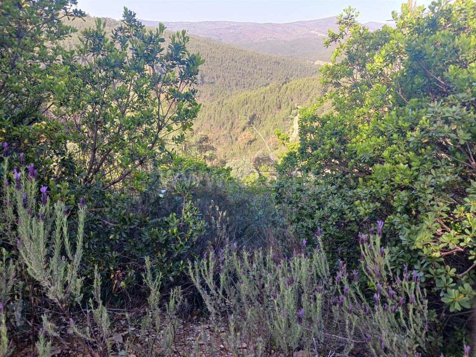 Tomt i Proenca-a-Nova, Castelo Branco - bilde 3