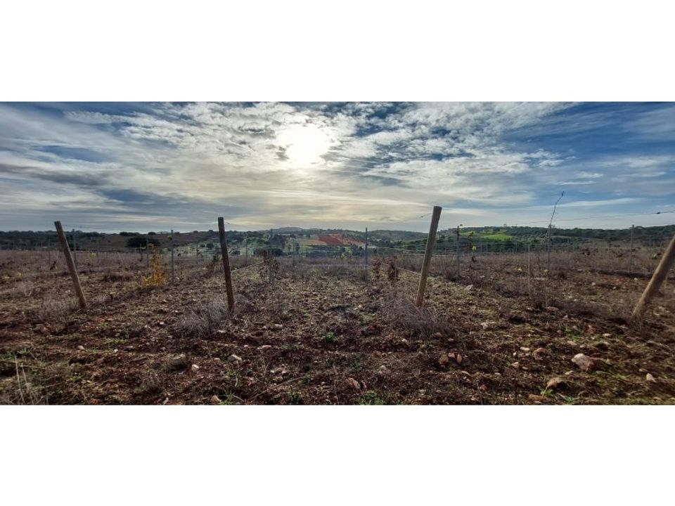 Helårsgrund i Sao Pedro do Corval, Evora - foto 4