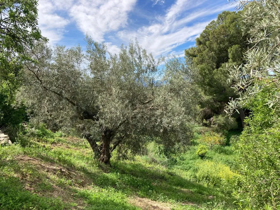 Landejendom i Antequera, Malaga - foto 1