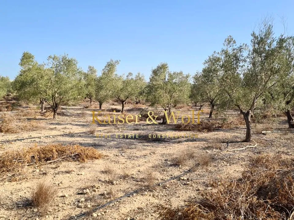 Tomt i Elche, Alicante - bilde 2