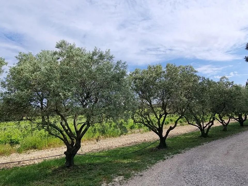 Erhvervsejendom i Avignon, Vaucluse - foto 3