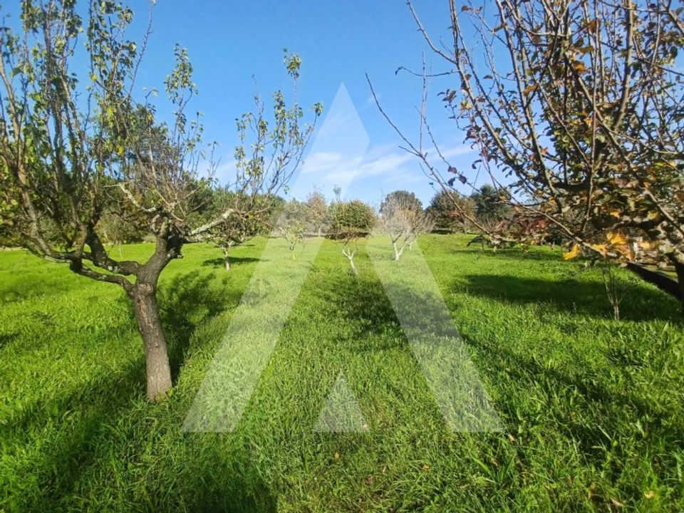 Farm i Viseu, Viseu - foto 1