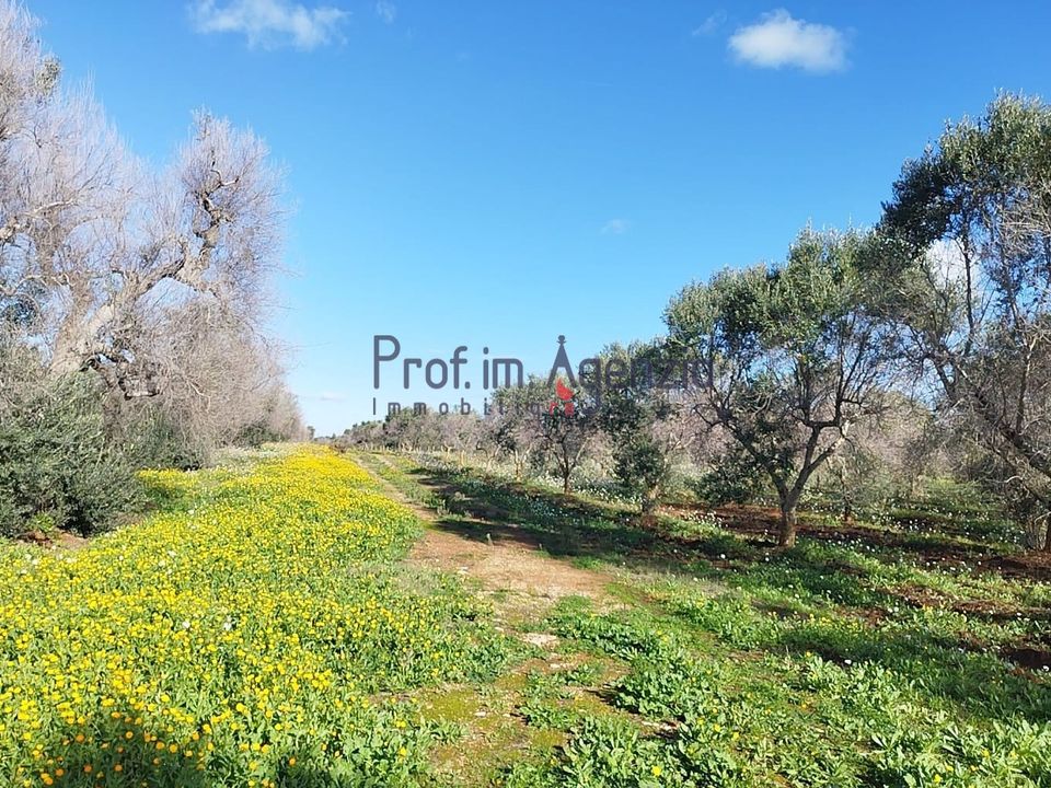 Helårsgrund i Carovigno, Brindisi - foto 3