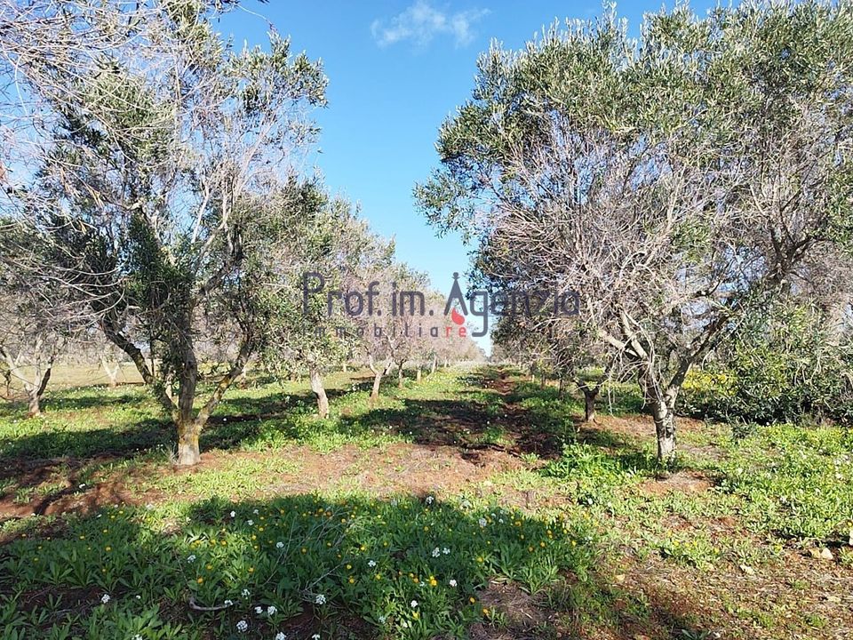 Helårsgrund i Carovigno, Brindisi - foto 4
