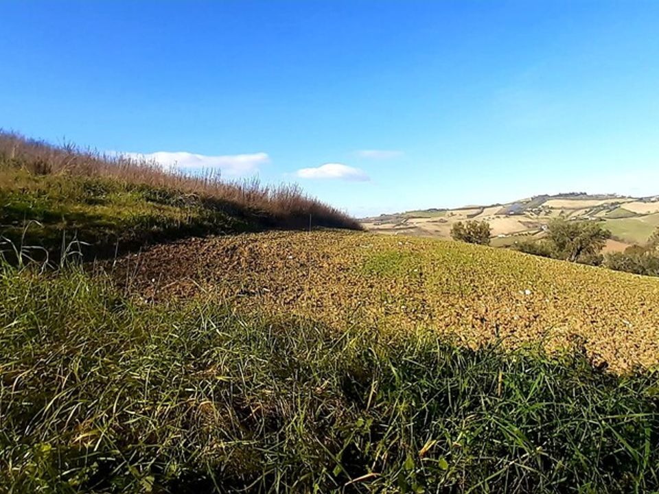 Terra a Montegranaro, Fermo - foto 5