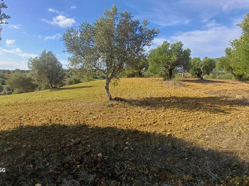 Helårsgrund i Torres Novas, Santarem - foto 4