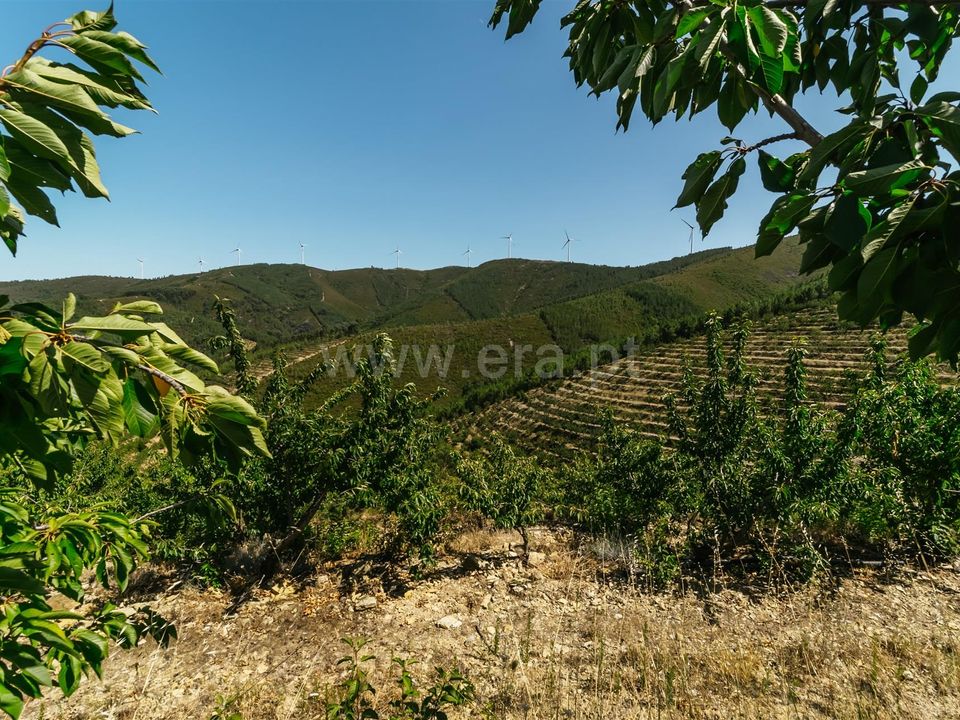 Farm i Fundao, Castelo Branco - foto 5