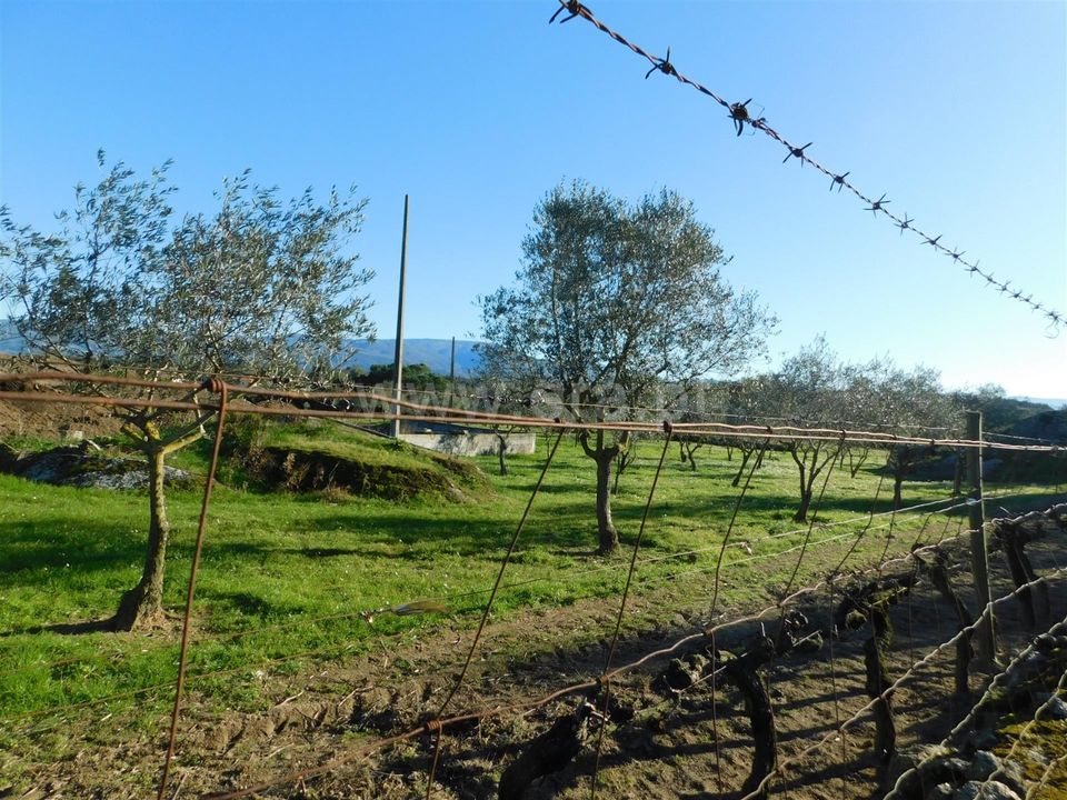 Tomt i Seia, Guarda - bilde 3