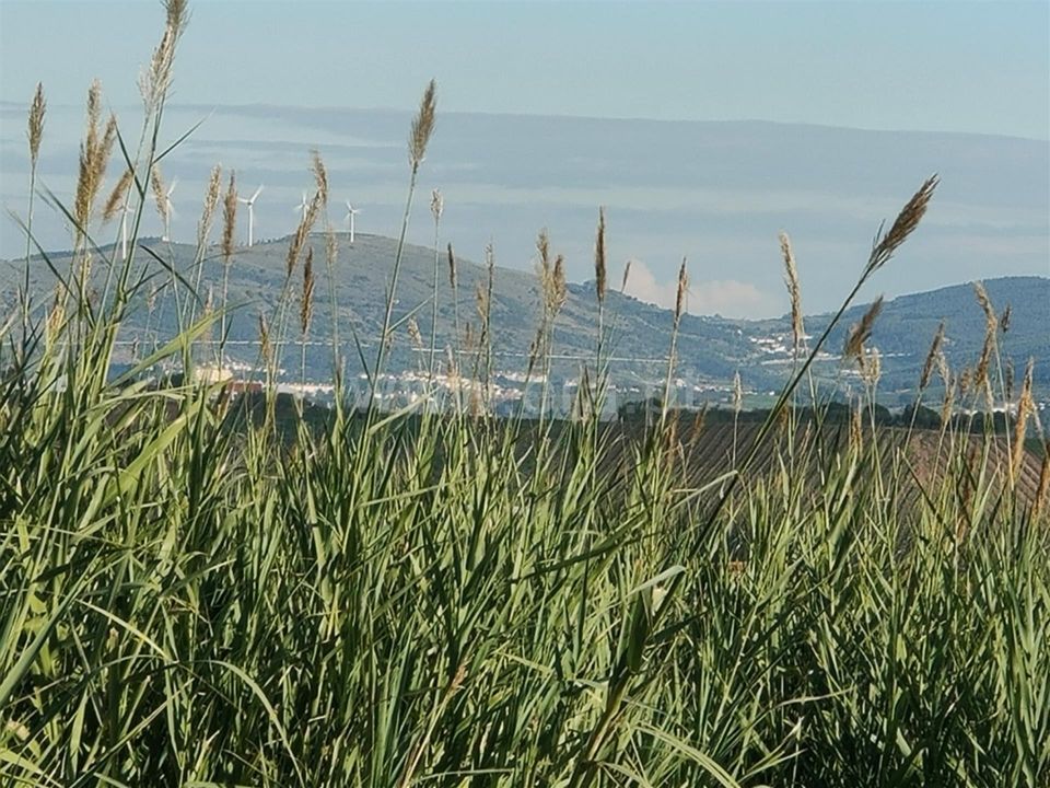 Helårsgrund i Torres Vedras, Lisbon - foto 5