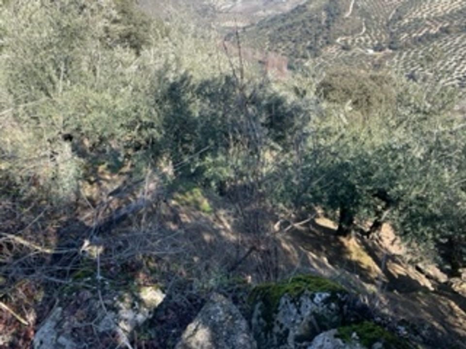 Finca i Fuente De Cesna, Granada - foto 4