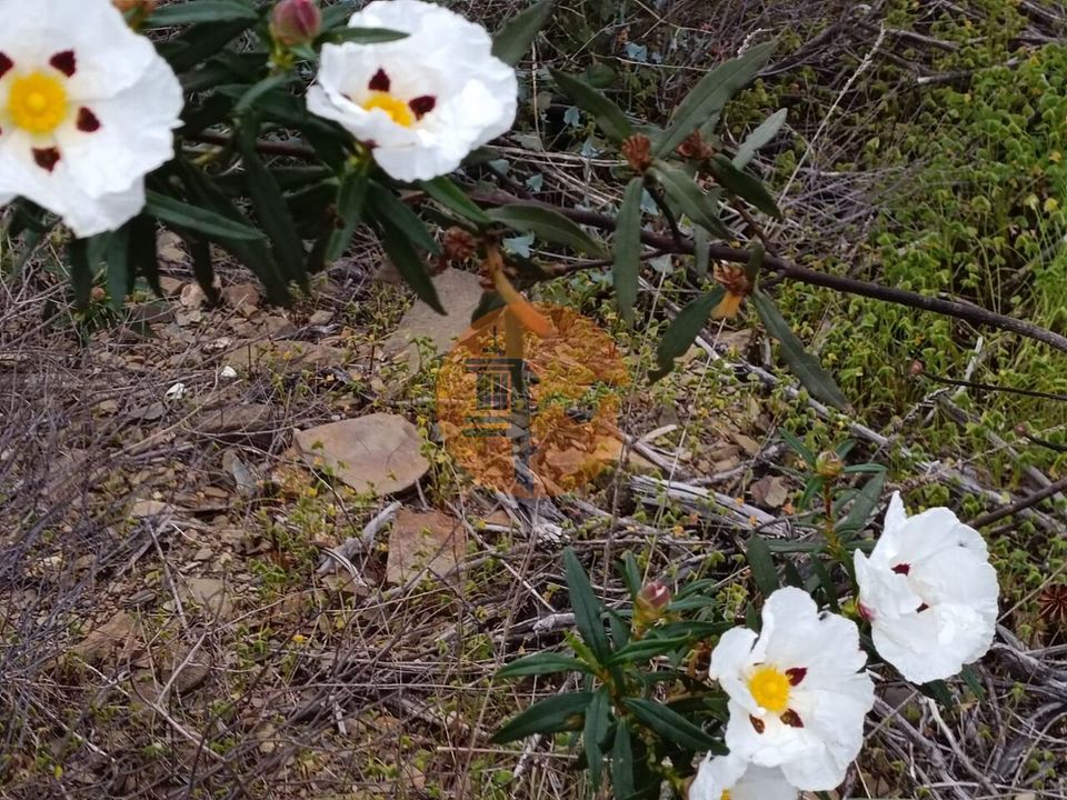 Helårsgrund i Castro Marim, Faro - foto 4
