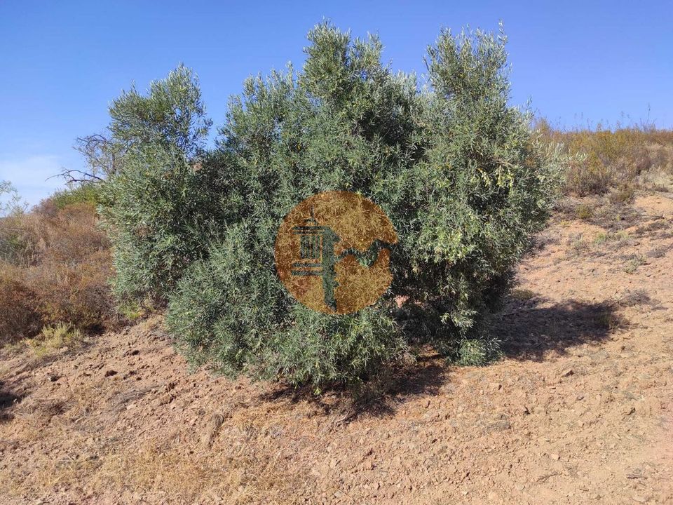 Helårsgrund i Castro Marim, Faro - foto 4