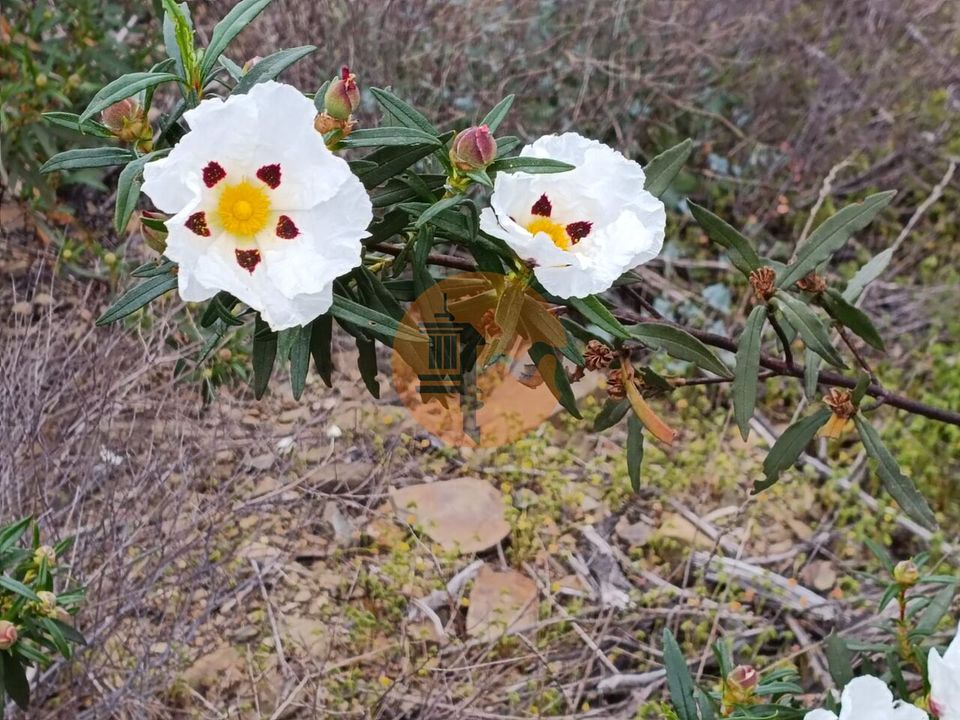 Helårsgrund i Castro Marim, Faro - foto 5