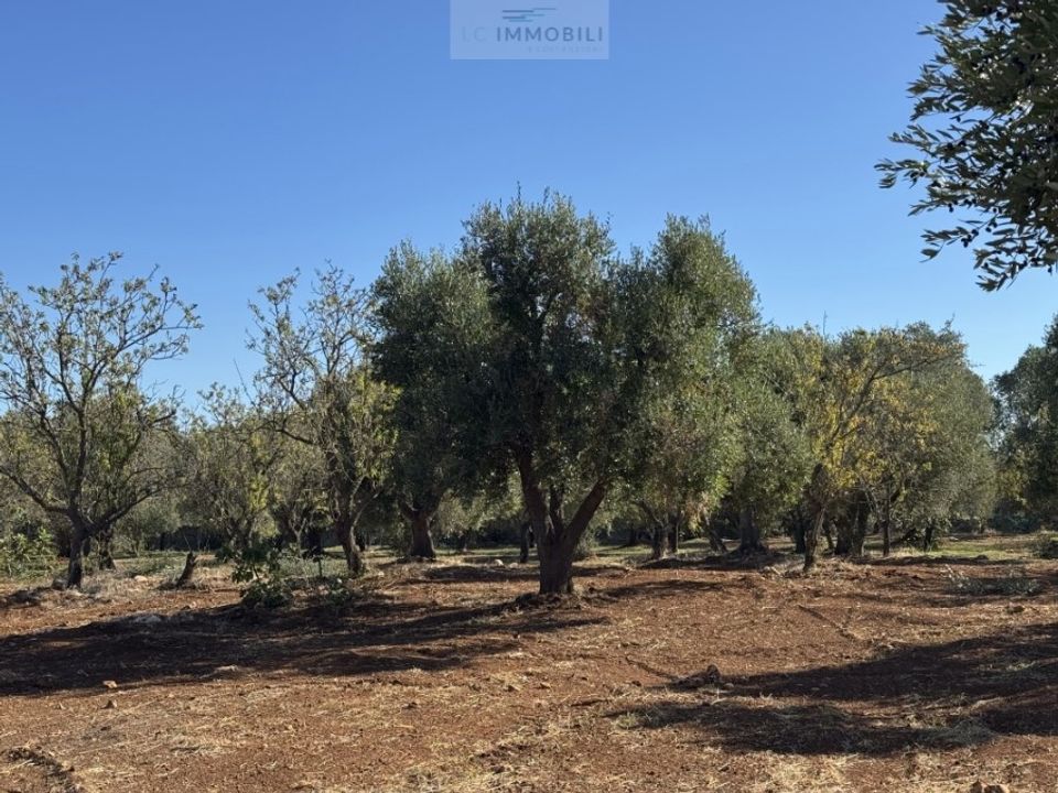 Tomt i Carovigno, Brindisi - bilde 3