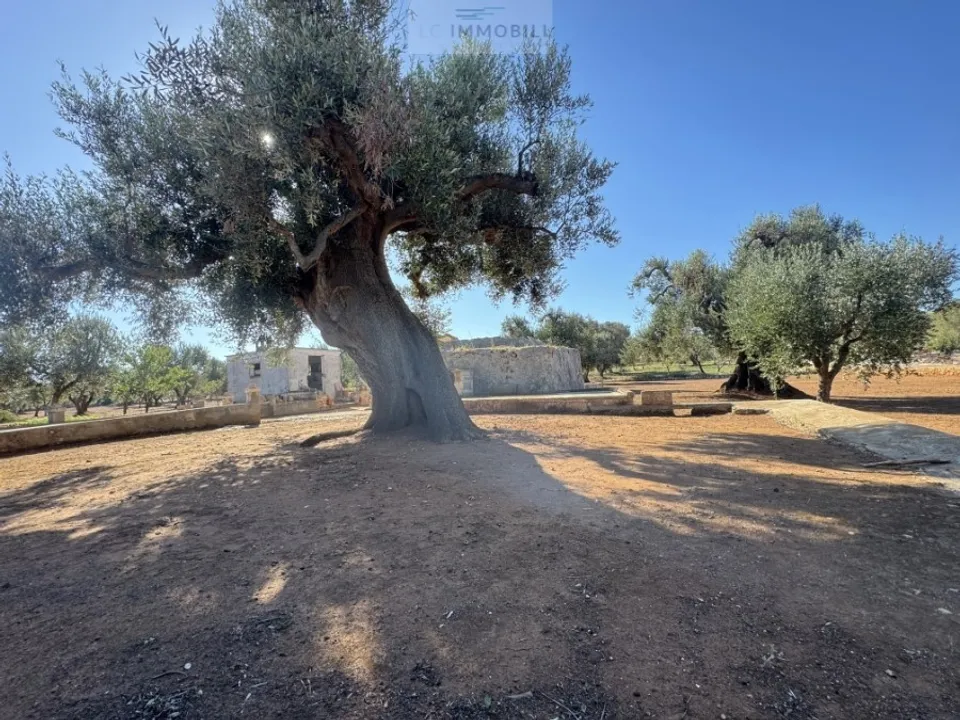 Tomt i Carovigno, Brindisi - bilde 1