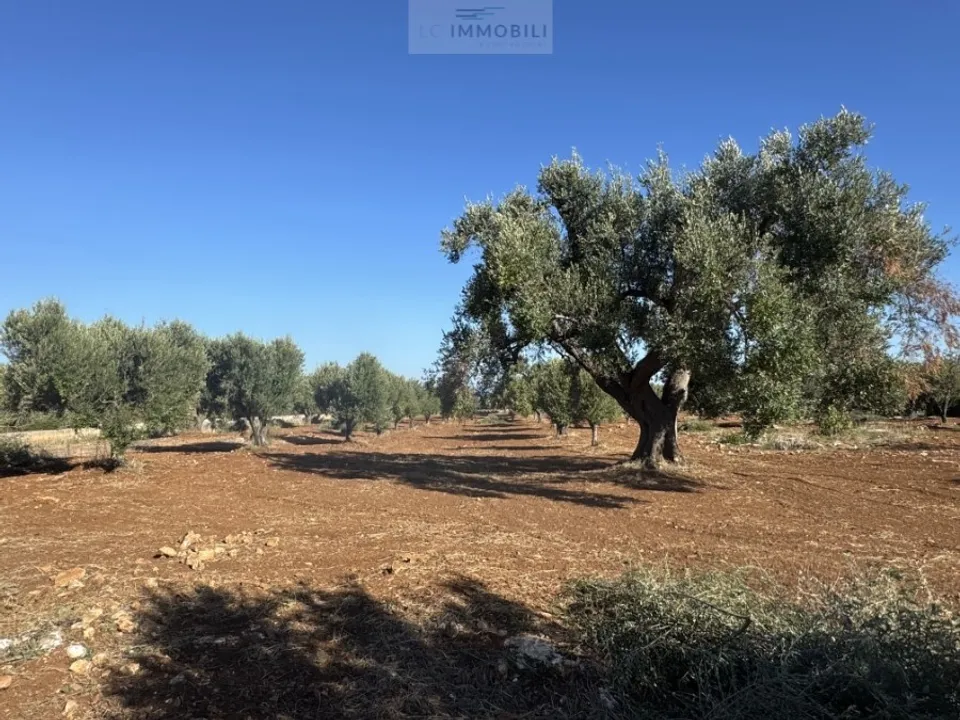 Tomt i Carovigno, Brindisi - bilde 2
