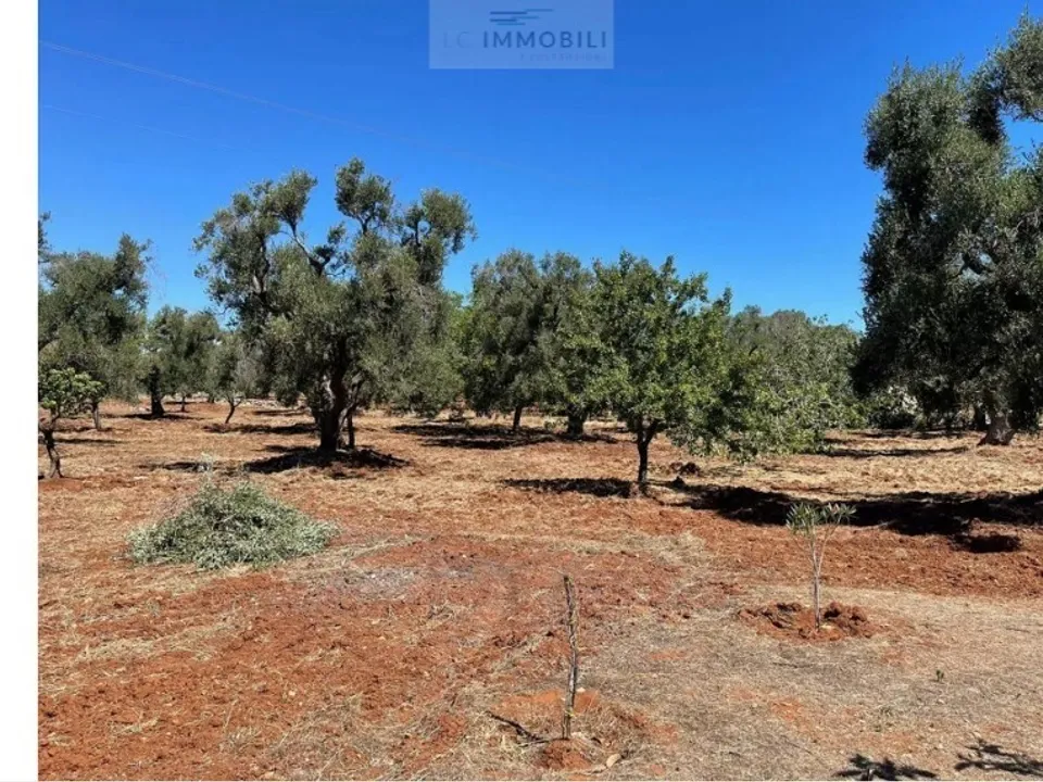 Land in Carovigno, Brindisi - photo 3