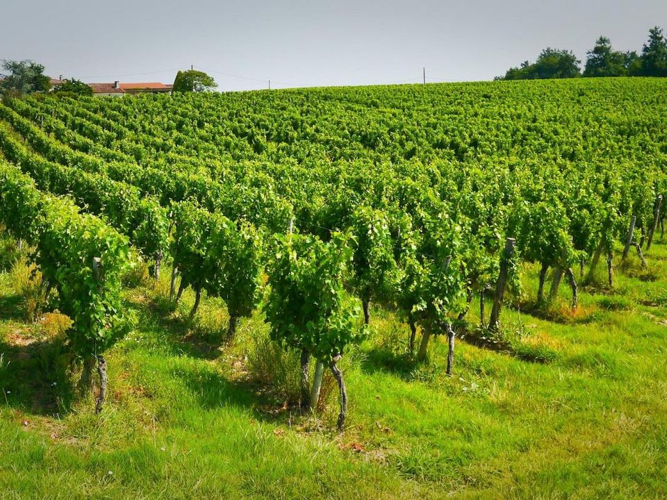 Farm i Sauveterre-de-Guyenne, Gironde - foto 3