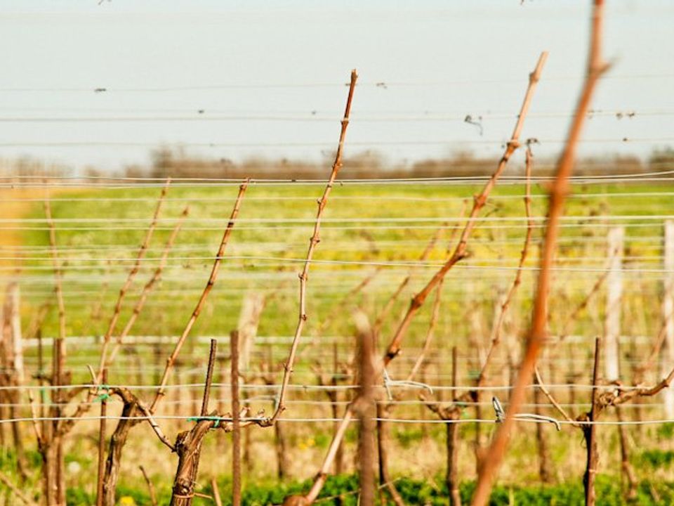 Farm i Sauveterre-de-Guyenne, Gironde - foto 4