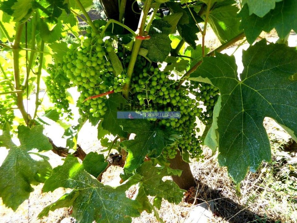 Farm i Alijo, Vila Real - foto 3