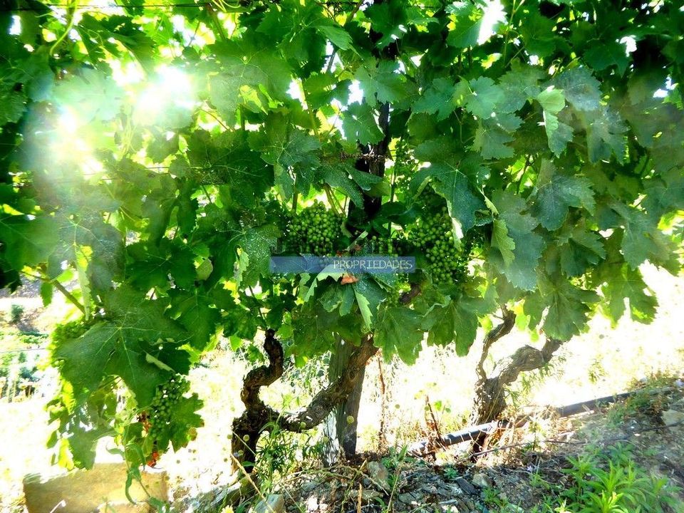 Farm i Alijo, Vila Real - foto 5