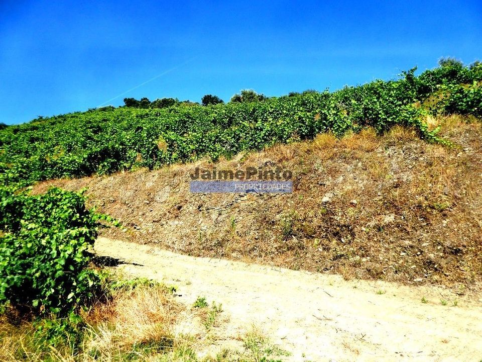 Farm i Alijo, Vila Real - foto 1