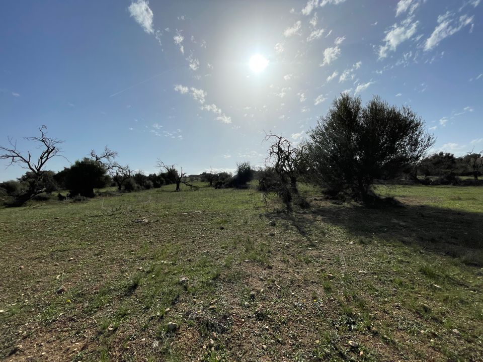 Tomt i Llubi, Mallorca - bilde 4