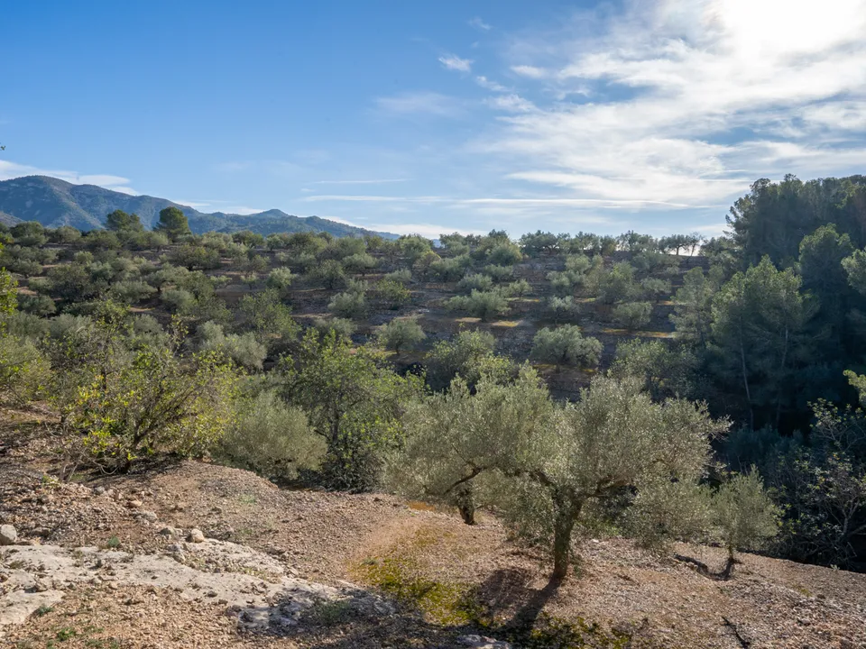 Finca i Tortosa, Tarragona - bilde 4