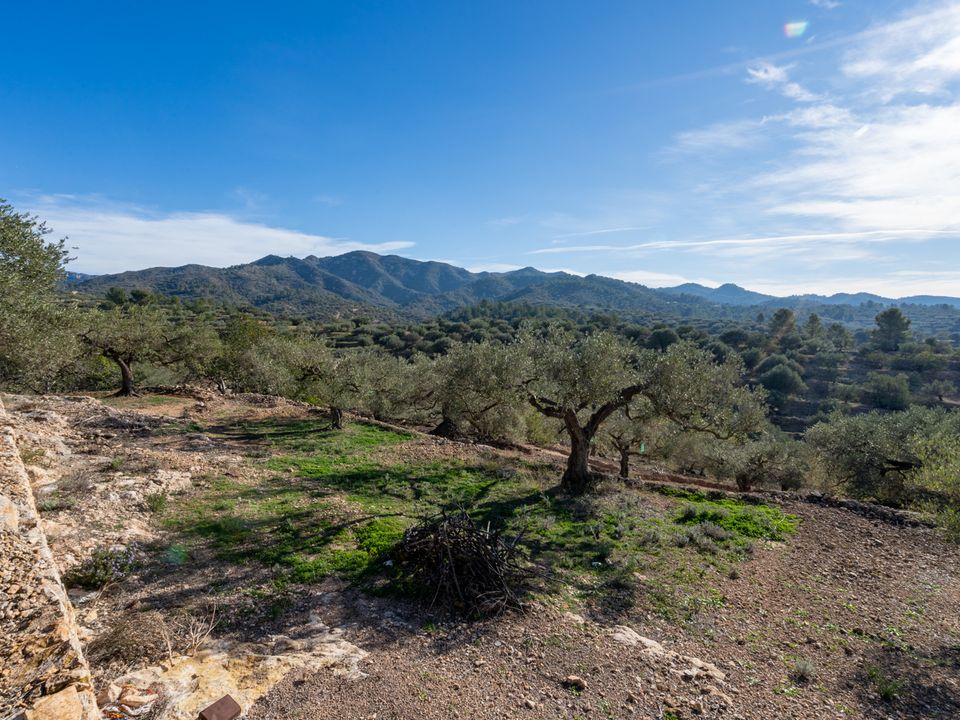 Finca i Tortosa, Tarragona - bilde 2
