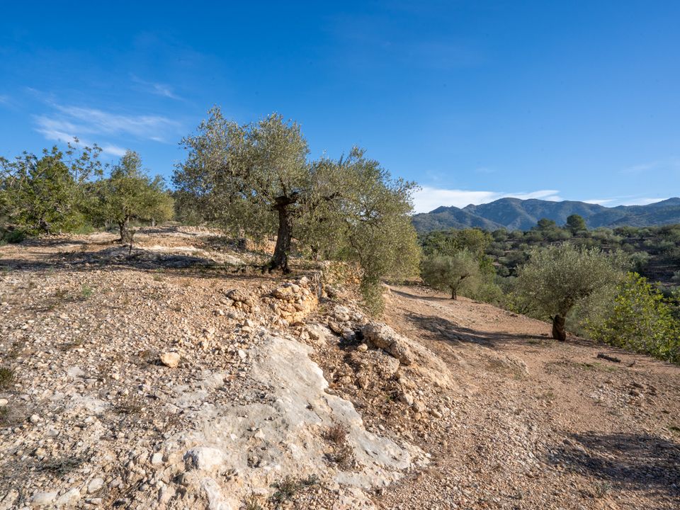 Finca i Tortosa, Tarragona - bilde 5