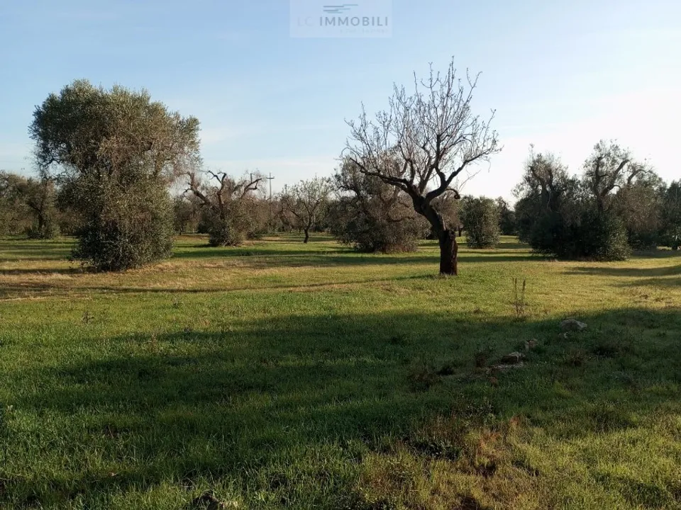 Helårsgrund i San Vito dei Normanni, Brindisi - foto 3