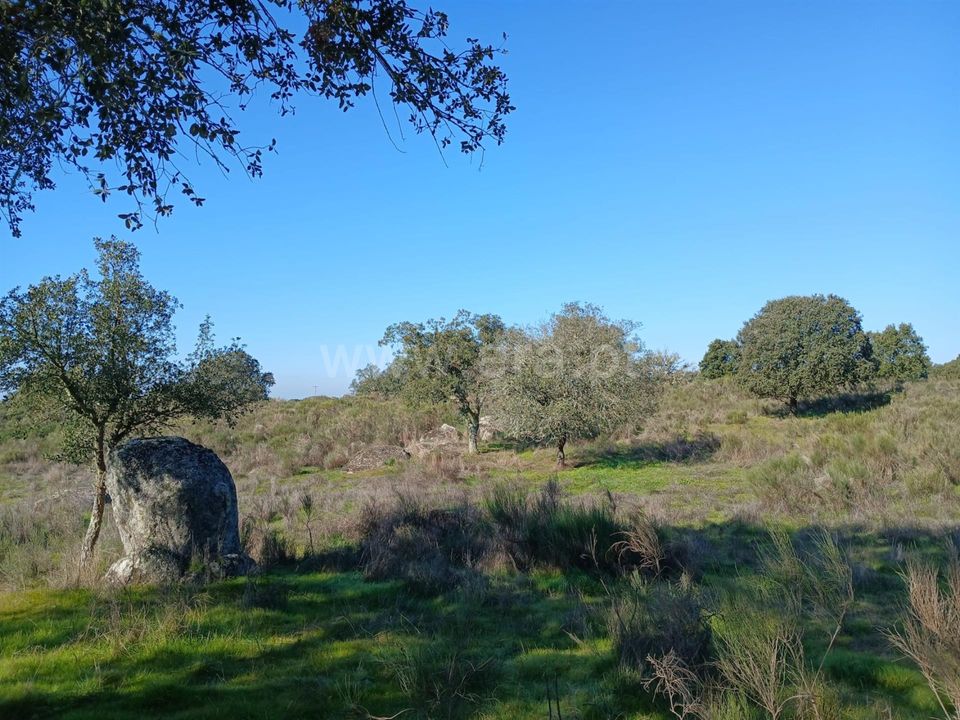 Helårsgrund i Nisa, Portalegre - foto 4