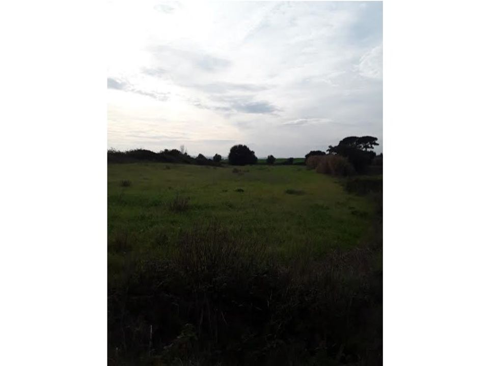 Helårsgrund i Cartaxo, Santarem - foto 2
