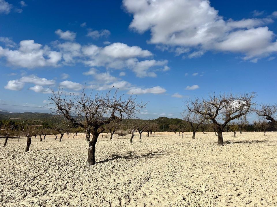 Helårsgrund i Bullas, Murcia - foto 4