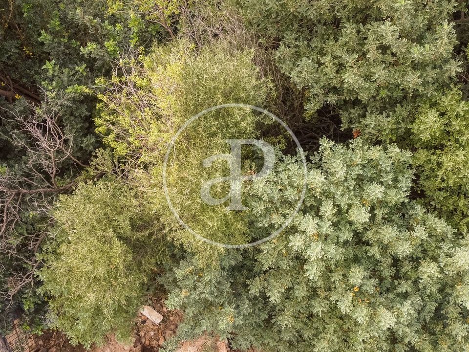 Helårsgrund i Bunyola, Mallorca - foto 5