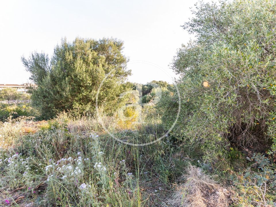 Helårsgrund i Manacor, Mallorca - foto 5