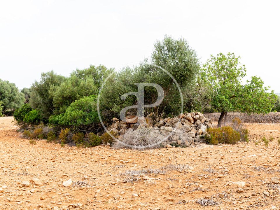 Helårsgrund i Manacor, Mallorca - foto 3