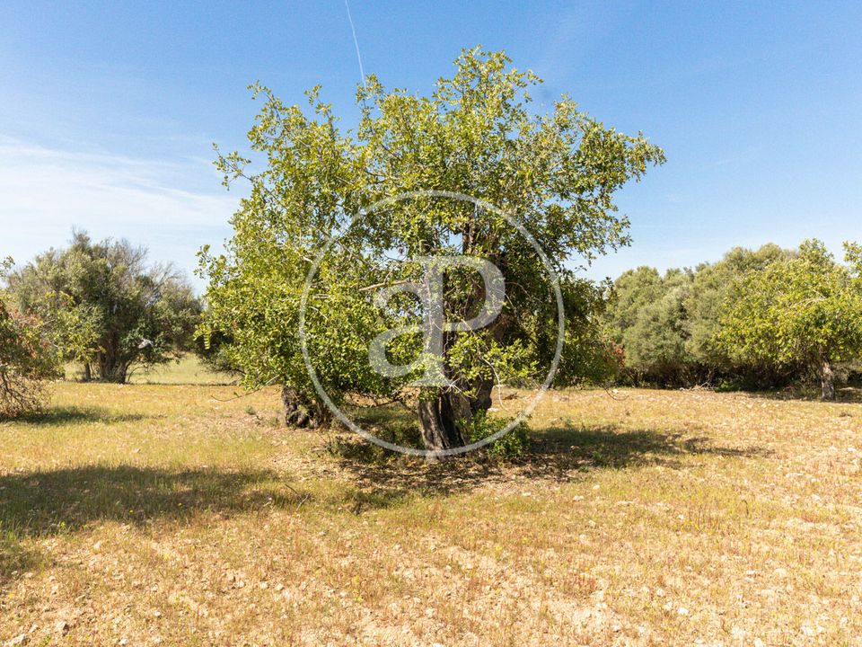 Terra a Felanitx, Mallorca - foto 1