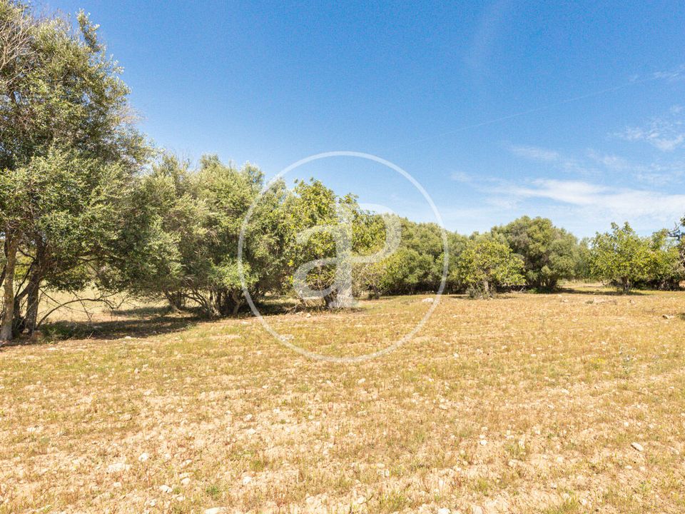 Terra a Felanitx, Mallorca - foto 2