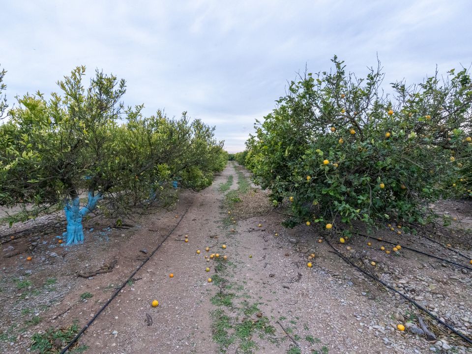 Finca i Tortosa, Tarragona - bilde 2