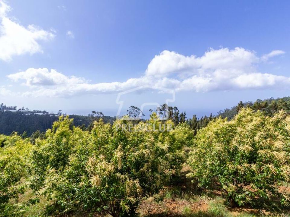 Helårsgrund i Calheta, Madeira - foto 3